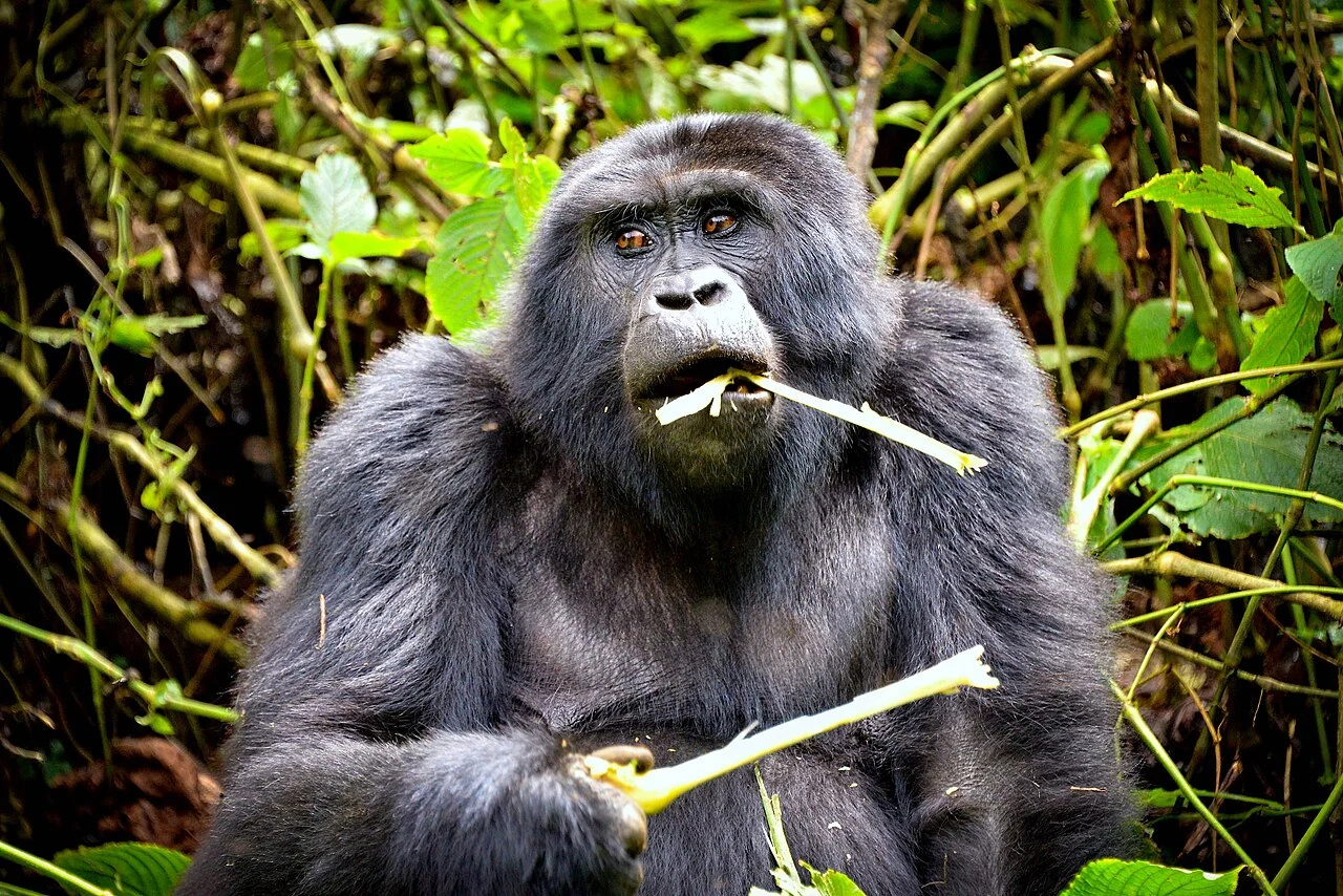 Uganda