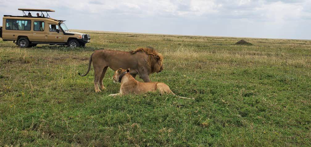 Tanzania Safaris