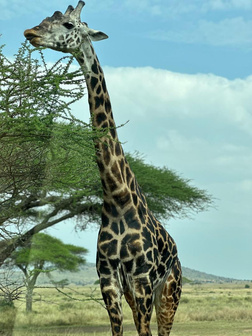 Little Africa travel gallery image 41